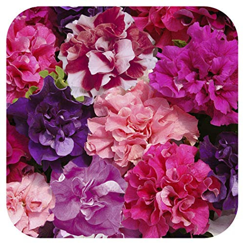 Petunia Double Duo Mixed Mini Plug Plants x 24 for Potting On by Growtanical®
