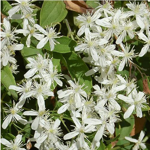 Plant World Seeds - Clematis Terniflora Seeds (Climber Seeds)