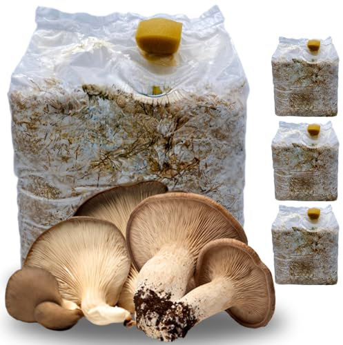 acquaverde | 3 Kit Coltivazione Funghi Cardoncelli, Pleutorus Eryngii, Fungo della Murgia Pugliese, Micelio selezionato di Prima Scelta, Ballette da 3 Kg