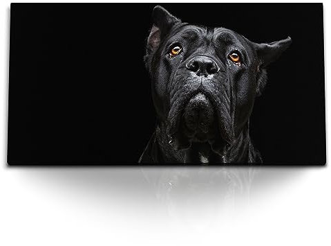 Paul Sinus Kunstdruck Bilder 120x60cm Cane Corso Italiano schwarzer Hund Tierfotografie