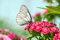 Acryl-Bild 140 x 90 cm: Der schöne weiße Schmetterling sitzt auf Blumen (24876387)