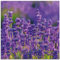 ARTland Wanddeko Glasbilder Wandbild Glas Bild einteilig 40x40 cm Quadratisch Blumen Blüten Blumenwiese Lavendel Feld Natur Landschaft T4XT