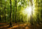 decomonkey Photo Wallpaper Forest 350x256 cm - Tree Nature Landscape Plant Wall Mural Non-Woven Murals Wall Art Modern Design Art Print Home Decoration Artdeco Bedroom Living Room Green