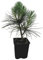 Seedeo® Tränenkiefer (Pinus wallichiana) Pflanze
