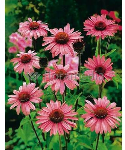 Sachet de graines de Rudbeckia vivace pourpre - 1 g - fleur vivace - LES GRAINES BOCQUET