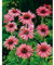 Sachet de graines de Rudbeckia vivace pourpre - 1 g - fleur vivace - LES GRAINES BOCQUET