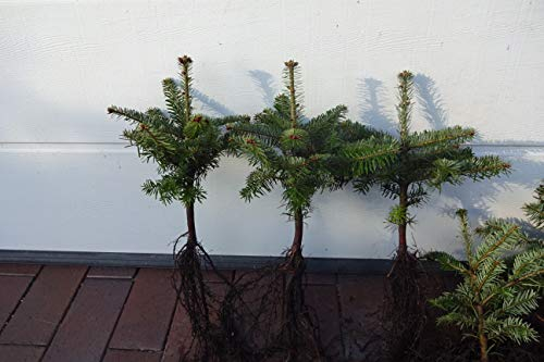 50st. Nordmanntannen 15-25cm 4j. Nordmanntanne Weihnachtsbaum Abies nordmanniana Wurzelware Tannenbaum
