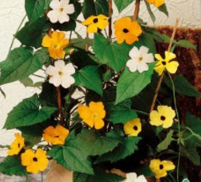 Stk - 20x Schwarzäugige Susanne gemischt Thunbergia alata Garten Pflanzen - Samen K82 - Seeds & Plants Shop by Ipsa