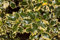 Ilex aquifolium 'Rubricaulis Aurea' 150-175 cm - Stechpalme, gelb-grüne Blätter, immergrün, ideal als Heckenpflanze, winterhart und pflegeleicht