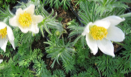 Staudenkulturen Wauschkuhn Pulsatilla vulgaris 'Alba' - Küchenschelle - Staude im 9cm Topf