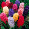 Gardeners Dream Hyazinthen Zwiebeln Frühblüher Mix (5 Stk.) - Hyacinthus 'Orientalis' Blumenzwiebeln Mehrjährig Winterhart - Weiß, Rosa, Blau & Hellblau Blumenzwiebeln Frühling Stauden Mix
