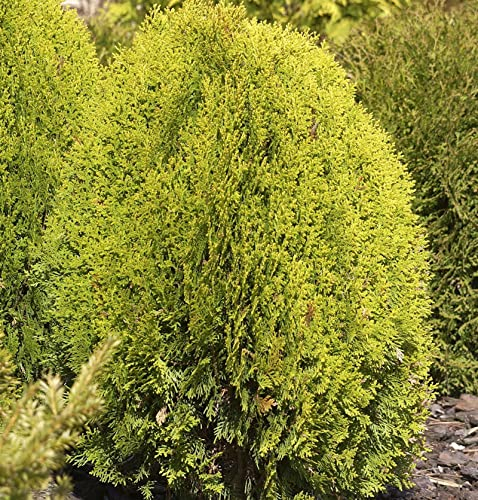 Gelber Zwerglebensbaum 20-25cm - Thuja occidentalis
