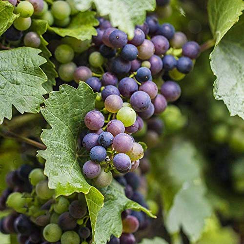 Vigne Vitis 'Boskoop Glory' Arbuste fruitier grimpant caduc résistant en pot.