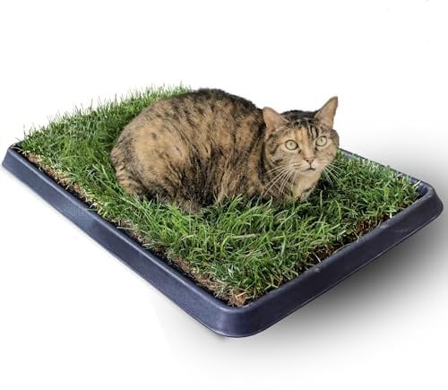 PetZolla Gatto Kit S - Cuccia gatto estiva in Vera Erba con Vassoio Riutilizzabile 60x40 cm, Letto per gatti con erba gatta Naturale e Atossico, Cuccia per gatti da interno dura fino a 3 mesi