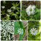 150 pcs Vogelmiere Pflanze Samen - kräutersamen wiesensaatgut, heilkräuter wildblumenwiese Stellaria media, samen geschenk, geschenke für gärtner kräutergarten indoor, exotische pflanzen