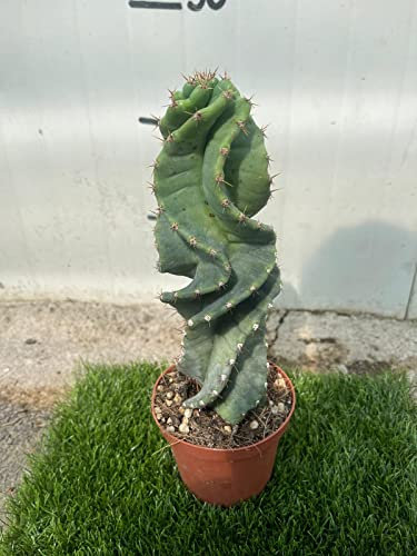 Cereus Forbesii cv. Spiralis – Pianta Grassa Ornamentale a Spirale – Cactus Raro Blu-Verde con Spine – Facile da Coltivare – Vaso da Collezione – FOTO REALI