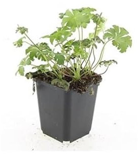Bodendecker - Storchschnabel - Geranium cantabrigiense 'Cambridge' - 9cm Topf - Set mit 12 Pflanzen