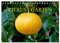 Bio Zitrus Garten (Tischkalender 2025 DIN A5 quer), CALVENDO Monatskalender: Ein fotografischer Streifzug durch den exotischen Citrus Garten CERON (CALVENDO Lifestyle)