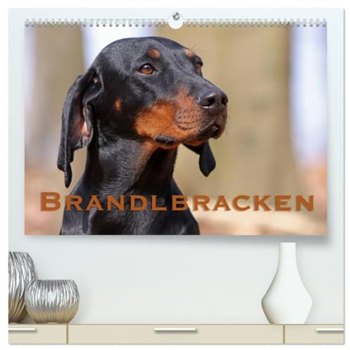 Brandlbracken (hochwertiger Premium Wandkalender 2026 DIN A2 quer), Kunstdruck in Hochglanz: Ein eleganter Jagdhelfer (CALVENDO Tiere)