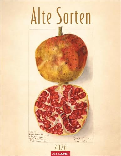 Alte Sorten Kalender 2026: Dekorativer Wandkalender mit historischen Zeichnungen. Die Klassiker im Obstgarten in Szene gesetzt: Natur- und Food-Kalender im Format 34 x 44 cm