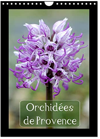 Orchidées de Provence (Calendrier mural 2023 DIN A4 vertical): Orchidées rencontrées dans les Alpilles et le Luberon (Calendrier mensuel, 14 Pages )