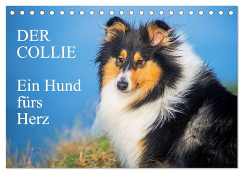 Der Collie - ein Hund fürs Herz (Tischkalender 2026 DIN A5 quer), CALVENDO Monatskalender: 13 wundervolle Fotos der Fotografin Sigrid Starick von ... begleiten und durch das Jahr (CALVENDO Tiere)