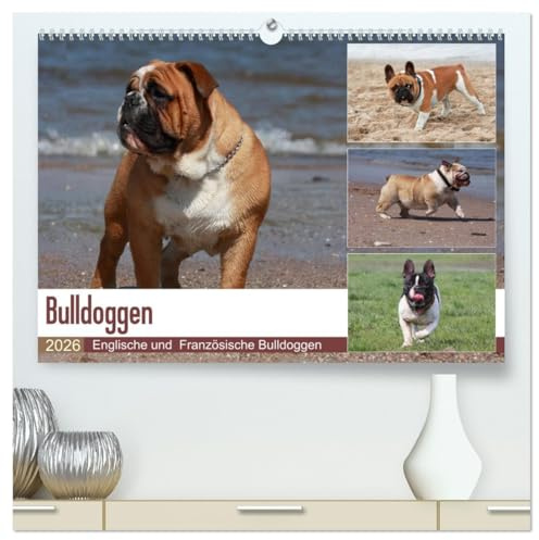 Bulldoggen - Englische und Französische Bulldoggen (hochwertiger Premium Wandkalender 2026 DIN A2 quer), Kunstdruck in Hochglanz: Bulldoggen sind ... zu sehen auf diesen Bildern. (CALVENDO Tiere)