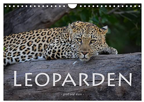 Leoparden - groß und klein (Wandkalender 2026 DIN A4 quer), CALVENDO Monatskalender: Faszinierende Aufnahmen dieser wunderschönen Raubkatze (CALVENDO Tiere)
