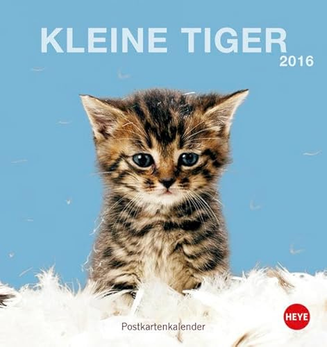 Katzen Postkartenkalender 2016