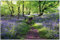 Wallario Outdoor-Poster für Garten oder Balkon Blaues Hasenglöckchen im Wald, Motivbanner Größe: ca. 60 x 90 cm, Outdoor-Bild