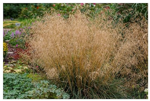 Stauden Gänge 1 x Deschampsia cespitosa 'Tauträger' Rasenschmiele | Winterhartes Ziergras für Sonne bis Halbschatten, Blüte JJuni bis Oktober, mehrjährig, 1 L Topf (11x11 cm)