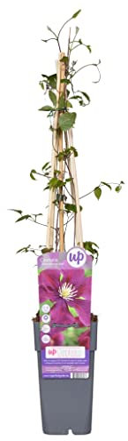 Clematis 'Warszawska Nike' - Waldrebe 50-60 cm Pflanzcontainer