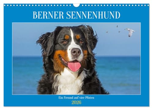 Berner Sennenhund - Ein Freund auf vier Pfoten (Wandkalender 2026 DIN A3 quer), CALVENDO Monatskalender: Er ist traumhaft schön, wenn nicht sogar die ... Bilder dieser Traumhunde. (CALVENDO Tiere)
