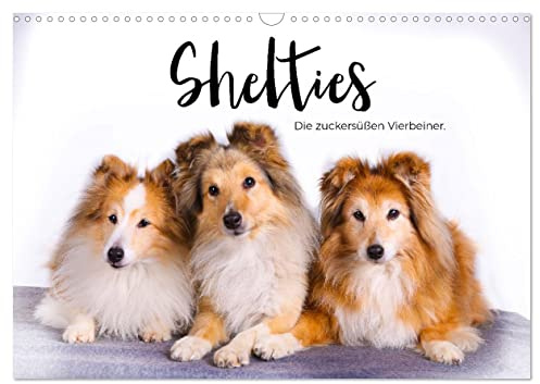 Shelties - Die zuckersüßen Vierbeiner. (Wandkalender 2026 DIN A3 quer), CALVENDO Monatskalender: Entdecken Sie die bezaubernden Shelties! (CALVENDO Tiere)