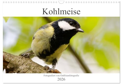 Kohlmeise - Fotografiert von Ostfriesenfotografie (Wandkalender 2026 DIN A3 quer), CALVENDO Monatskalender: Durch die Jahreszeiten mit der Kohlmeise (CALVENDO Tiere)