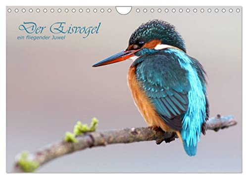 Der Eisvogel (Wandkalender 2026 DIN A4 quer), CALVENDO Monatskalender: ein fliegendes Juwel (CALVENDO Tiere)
