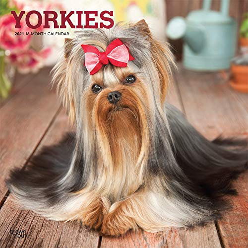 Yorkshire Terriers 2021 Calendar: Foil Stamped Cover