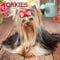Yorkshire Terriers 2021 Calendar: Foil Stamped Cover
