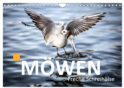 MÖWEN Freche Schreihälse (Wandkalender 2026 DIN A4 quer), CALVENDO Monatskalender: Möwen zu fotografieren ist immer wieder faszinierend (CALVENDO Natur)