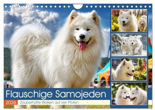 Flauschige Samojeden. Zauberhafte Wolken auf vier Pfoten (Wandkalender 2026 DIN A4 quer), CALVENDO Monatskalender: Die lebensfrohe Eleganz der ... in stimmungsvollen Momenten (CALVENDO Tiere)