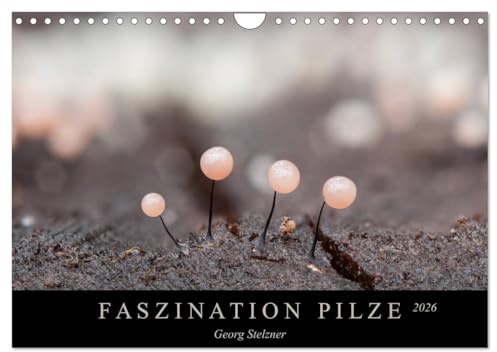 FASZINATION PILZE 2026 (Wandkalender 2026 DIN A4 quer), CALVENDO Monatskalender: Die skurile Welt der Schleimpilze (CALVENDO Natur)