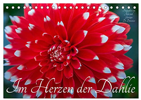 Im Herzen der Dahlie (Tischkalender 2026 DIN A5 quer), CALVENDO Monatskalender: Die Dahlie - bezaubernd, verfüherisch und betörend (CALVENDO Natur)