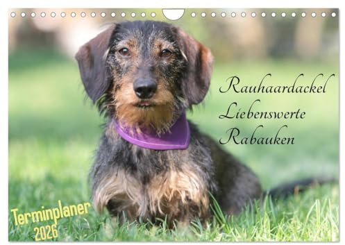 Familienplaner - Liebenswerte Rabauken - Rauhaardackel (Wandkalender 2026 DIN A4 quer), CALVENDO Monatskalender: Niemand kann ihnen wirklich böse sein ... Lachen diese Rauhaardackel. (CALVENDO Tiere)