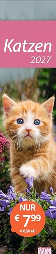 times&more Katzen Langplaner 2027: Immer alle Termine im Blick mit dem Streifen-Kalender für Büro und Zuhause. Süße Katzenfotos in einem praktischen Terminplaner.