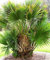 10 Samen Sabal minor, Zwerg Palmetto Palme, bis -15°C.