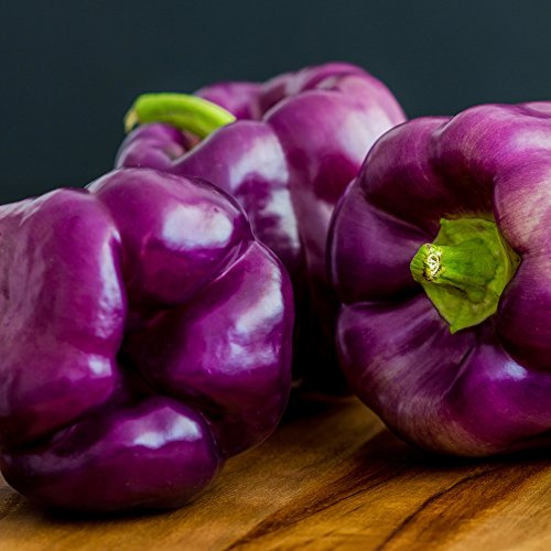 Sweet Pepper Oda Samen - Capsicum Pfeffer