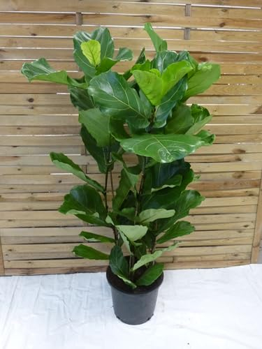 [Palmenlager] - XXL Ficus lyrata 3er Tuff - 150 cm - Geigenfeige // große Blätter //Zimmerpflanze