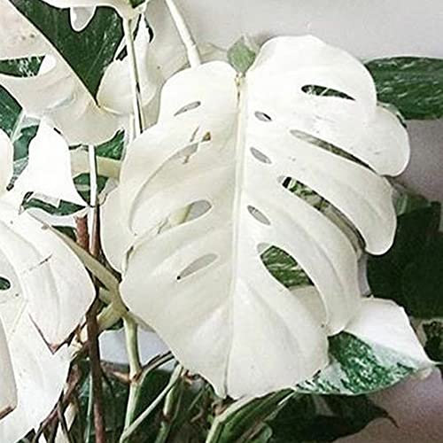 Haloppe 100 Unids Monstera Plantas Semillas para la Plantación de Jardín en Casa, Monstera Blanca Palma Hojas de Tortuga Semillas de Plantas Jardín Balcón Bonsai Decoración Semillas de Monstera