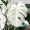Haloppe 100 Unids Monstera Plantas Semillas para la Plantación de Jardín en Casa, Monstera Blanca Palma Hojas de Tortuga Semillas de Plantas Jardín Balcón Bonsai Decoración Semillas de Monstera