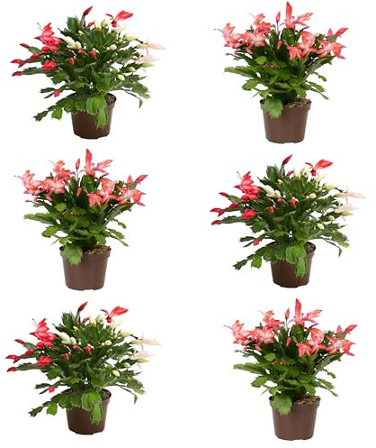 6 Unidades de Cactus de Navidad Schlumbergera Plantas de Interior con Flores Colgantes